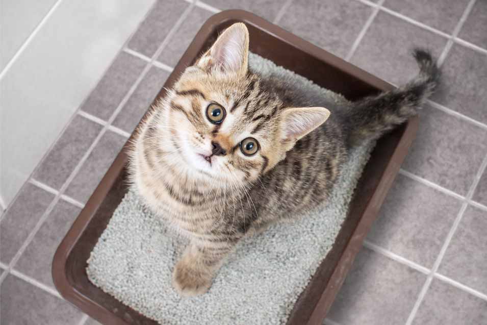 Clean Cat's Litter box